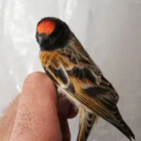 جوجه گلبسر زعفرانی به شرط نر سهره. قناری مینا|پرنده|قم, شاه ابراهیم|دیوار