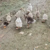جوجه اردک مرواریدی و اسرائیلی