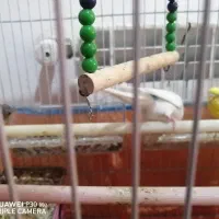 مرغ عشق|پرنده|بهبهان, |دیوار