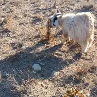 بزغاله درجه یک تخم دار افغان|حیوانات مزرعه|خرقان, |دیوار