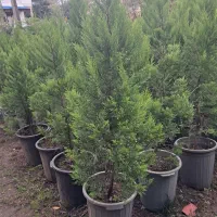 گلکاری باغبانی فضای سبز|خدمات باغبانی و درختکاری|واجارگاه, |دیوار