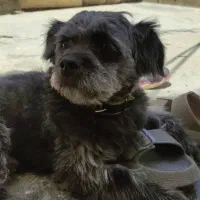 سگ شیتزو نر