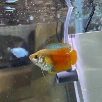 ماهی گورامی دارف وارداتی کلکسیونی نمایشی گرید ++A