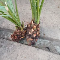 پاجوش|خدمات باغبانی و درختکاری|شادگان, |دیوار