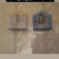 طوطی برزیلی|پرنده|جوانرود, |دیوار