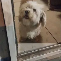 سگ شیتزو|سگ|چهاردانگه (تهران), |دیوار