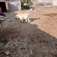 واگذاری ماده سگ|سگ|اهر, |دیوار