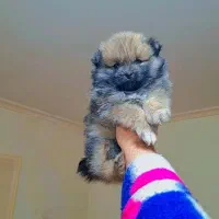 پامر خرسی عروسکی|سگ|رشت, دیانتی|دیوار