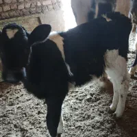 گوساله نر و ماده|حیوانات مزرعه|تربت جام, میان جام|دیوار