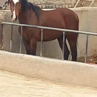 اسب عرب مصری