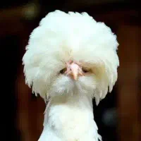 جوجه رنگی ، محلی ، اردک تعداد ،،