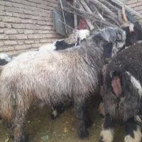 بره قوچی اصیل .|حیوانات مزرعه|بلداجی, |دیوار