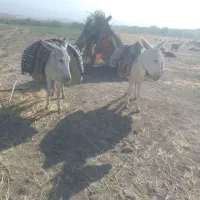 هر.ماده.گوسفندی