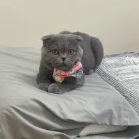 گربه اسکاتیش عقیم شده