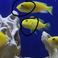 ماهی سیچیلاید ماهی سیچلاید ماکرو سیچلاید گور خری