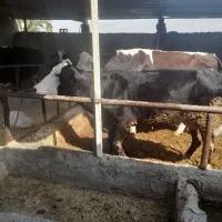 گاو|حیوانات مزرعه|دهدشت, |دیوار