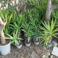 گل و گیاه آپارتمانی و بیرونی حیاطی یوکا|گل و گیاه طبیعی|نشتارود, |دیوار