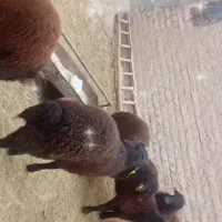 بره قوچی همو و هترو نژاد دار|حیوانات مزرعه|تایباد, |دیوار