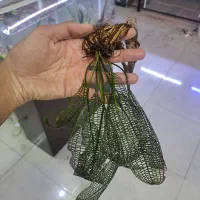 گیاه طبیعی پلنت شارژ شد AQUA SEYF|ماهی|زنجان, |دیوار