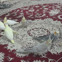 دو جفت عروس هلندی  + دو عروس هلندی ۳ ماهه|پرنده|رشت, دیلمان|دیوار