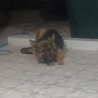 سگ ژرمن|سگ|میناب, |دیوار