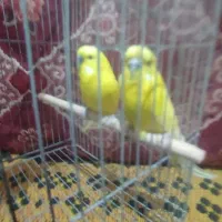 مرغ عشق انگلیسی مولد