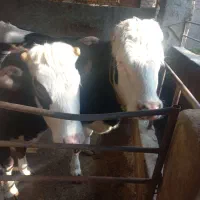 تلیسه دو عدد آبست با یه گوساله|حیوانات مزرعه|بندر گز, |دیوار