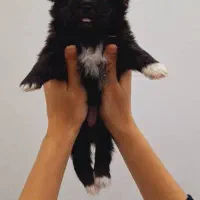 واگذاری نژاد شیرانیان