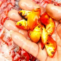 ماهی قرمز|ماهی|چالوس, |دیوار