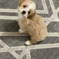 شیتزو