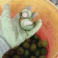 خرید گردو با پوست سبز و بدون پوست سبز