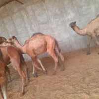 شتر