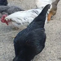 مرغ محلی تخم گذار گلپایگانی