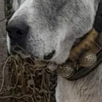 فروش سگ افغان