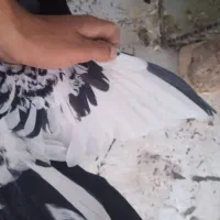 کفتر|پرنده|بیرجند, |دیوار
