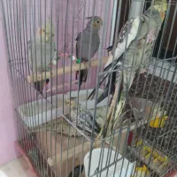 فروش سه عدد عروس هلندی دو ماده و یکی نر|پرنده|همدان, |دیوار