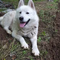 سگ ژاپنی