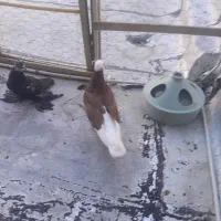 کبوتر|پرنده|باسمنج, |دیوار