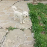 واگذاری سگ پاکوتا