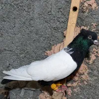 مجسمه کبوتر