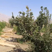 باغ قزانچی