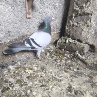 کفتر بوم|پرنده|مشهد, محمدآباد|دیوار