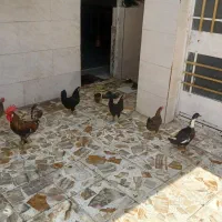 مرغ و خروس عربی