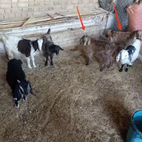 بزغاله درجه یک