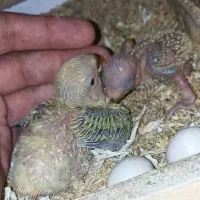 جوجه کوتوله برزیلی