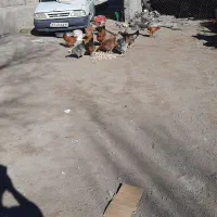 تخم مرغ طبیعی و نطفه دار