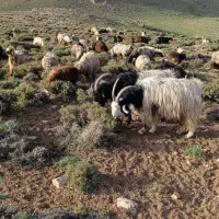 پنج سال