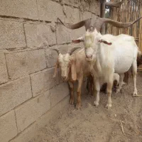 تکه اصیل|حیوانات مزرعه|کلاله, |دیوار