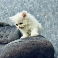 واگذاری ملوس ها