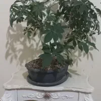 بونسای شفلرا|گل و گیاه طبیعی|کرمانشاه, |دیوار